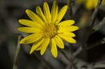 Maryland goldenaster